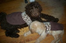 Lola and Abby in dresses May 11 2010 800 x 530.jpg